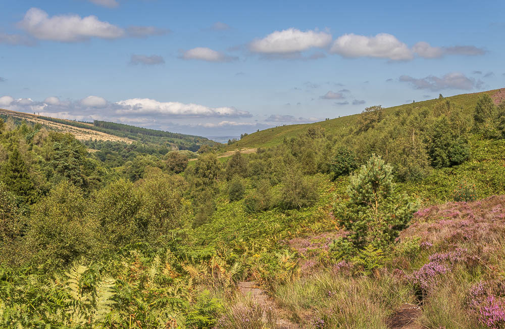Goyt's Moss